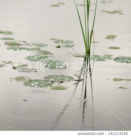 Wetland Grass Reflection Wetland Grass Reflection 142113246