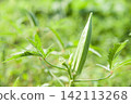 Field okra 142113268