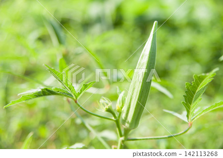 Field okra Field okra 142113268
