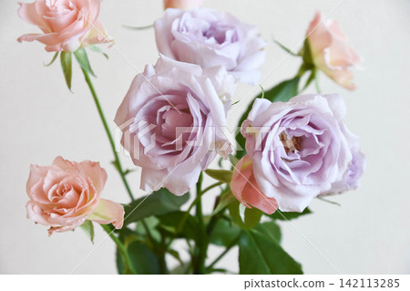 Purple and pink roses Purple and pink roses 142113285