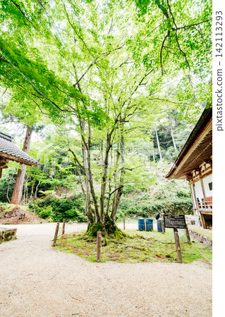 【滋賀縣東近江市】百齋寺:千年菩提樹 【滋賀縣東近江市】百齋寺:千年菩提樹 142113293