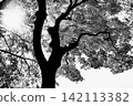 A monochrome autumn landscape 142113382
