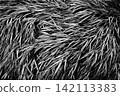 High-contrast, monochrome grass background 142113383