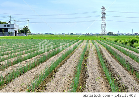A walk around Iwatsuki: Rural scenery, Shinkata Suga, Iwatsuki Ward A walk around Iwatsuki: Rural scenery, Shinkata Suga, Iwatsuki Ward 142113408