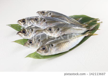 Bean mackerel Bean mackerel 142113687