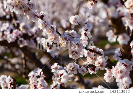 Flowers on apricot tree branch Flowers on apricot tree branch 142113953