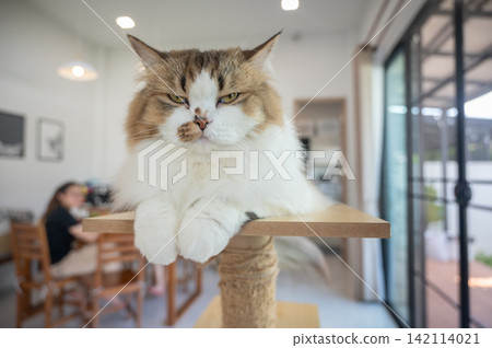 Annoyed Persian cat stay on a wooden cat tree in human house. A cat tree is an artificial structure for a cat to play. 142114021