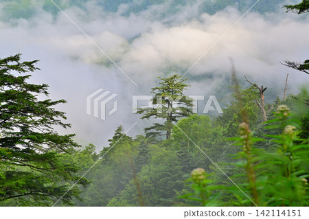 前往錦西峠的途中,清晨的景色,晨霧。 前往錦西峠的途中,清晨的景色,晨霧。 142114151