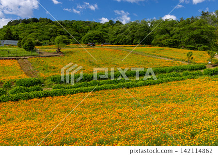 加州罌粟花將埼玉縣秩父郡長瀞町的長瀞花村花九座花園的山坡染成了橘色。 加州罌粟花將埼玉縣秩父郡長瀞町的長瀞花村花九座花園的山坡染成了橘色。 142114862