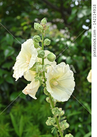 Plant: Tatami Oi Plant: Tatami Oi 142114918