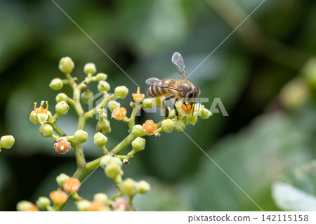 歐洲蜜蜂和野生葡萄花 歐洲蜜蜂和野生葡萄花 142115158