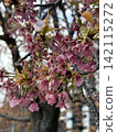 Cherry blossoms and red berries 142115272