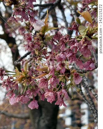 Cherry blossoms and red berries Cherry blossoms and red berries 142115272