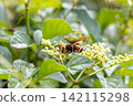A Japanese hornet and a wild grape flower 142115298