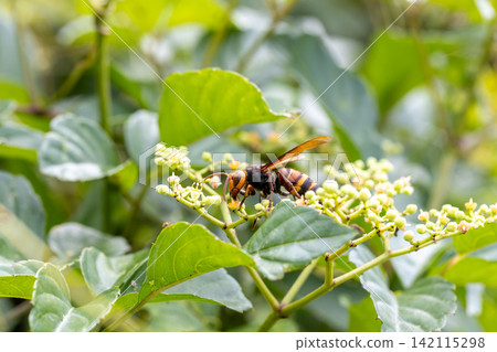 A Japanese hornet and a wild grape flower A Japanese hornet and a wild grape flower 142115298