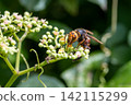 A Japanese hornet and a wild grape flower 142115299