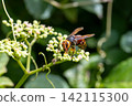 A Japanese hornet and a wild grape flower 142115300