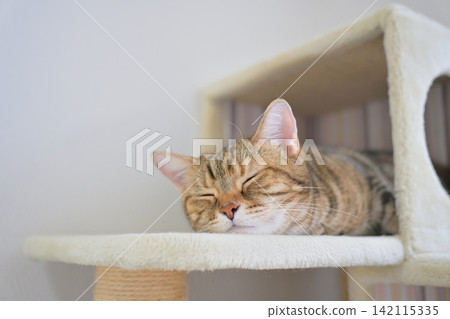 A window scene with a cat A window scene with a cat 142115335