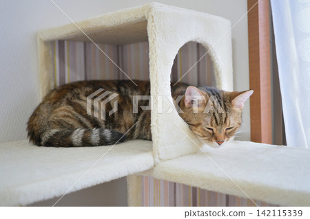 A window scene with a cat A window scene with a cat 142115339