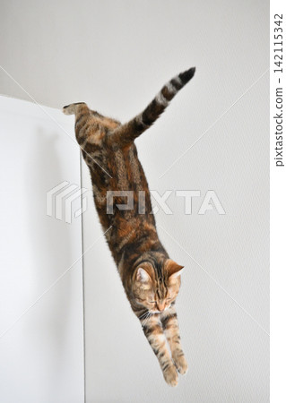 American Shorthair playing by jumping dynamically indoors American Shorthair playing by jumping dynamically indoors 142115342