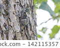 A cicada perched on a plum tree 142115357