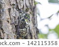 A cicada perched on a plum tree 142115358