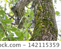 A cicada perched on a plum tree 142115359