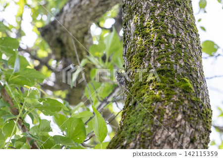 A cicada perched on a plum tree A cicada perched on a plum tree 142115359