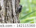 A cicada perched on a plum tree 142115360