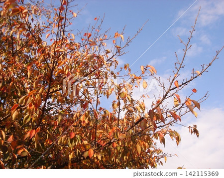 Autumn leaves that appear in the sky Autumn leaves that appear in the sky 142115369