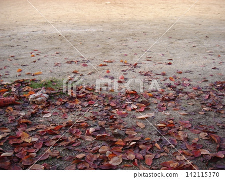 Fallen leaves and the ground Fallen leaves and the ground 142115370