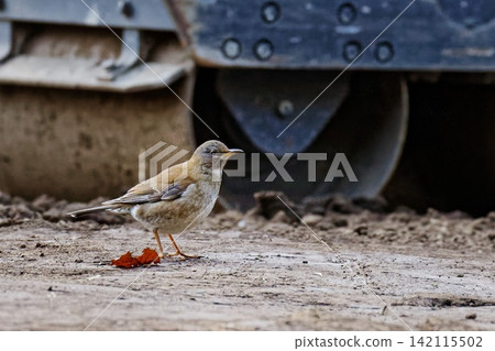 White-bellied Thrush standing at a construction site White-bellied Thrush standing at a construction site 142115502