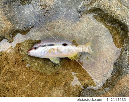 水平條紋甲魚 水平條紋甲魚 142115683