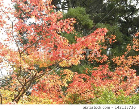 Colored autumn leaves 142115736