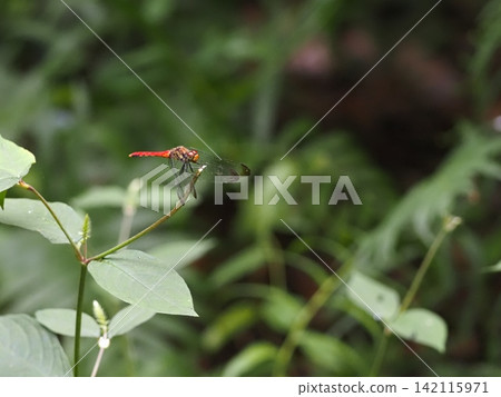 紅蜻蜓卡在草叢中 紅蜻蜓卡在草叢中 142115971