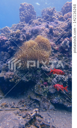 Two Blotcheye soldierfish (Myripristis murdjan) swimming near a long tentacle plate coral (Heliofungia actiniformis) in a rich vibrant reef. Dauin, Philippines Two Blotcheye soldierfish (Myripristis murdjan) swimming near a long tentacle plate coral (Heliofungia actiniformis) in a rich vibrant reef. Dauin, Philippines 142116268