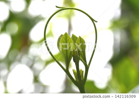 The tendrils that extend around the young leaves make for a beautiful Bignonia magnifica. The tendrils that extend around the young leaves make for a beautiful Bignonia magnifica. 142116309