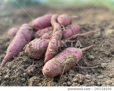Fresh Organic Red Sweet Potatoes On Garden Soil Fresh Organic Red Sweet Potatoes On Garden Soil 142116320