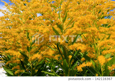 Yellow goldenrod flowers and bees blooming in an autumn field. 142116367