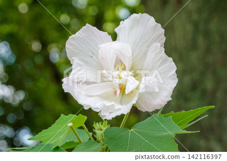 Close-up of a white Hibiscus mutabilis (Nagoya City, Aichi Prefecture) Close-up of a white Hibiscus mutabilis (Nagoya City, Aichi Prefecture) 142116397