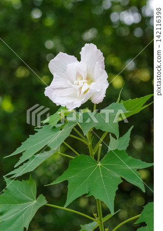 White Confederate Rose (Nagoya City, Aichi Prefecture) 142116398