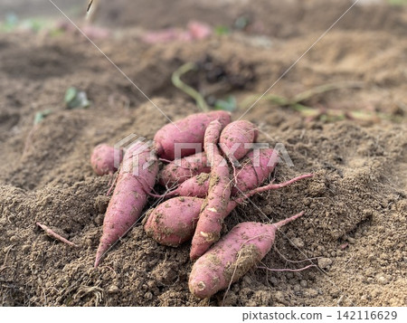 Pile Of Freshly Harvested Organic Sweet Potatoes In Soil Pile Of Freshly Harvested Organic Sweet Potatoes In Soil 142116629