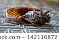 Cicada carcass 142116872