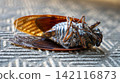Cicada carcass 142116873