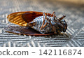 Cicada carcass 142116874