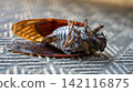 Cicada carcass 142116875