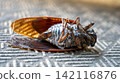 Cicada carcass 142116876