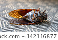Cicada carcass 142116877