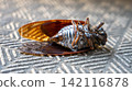 Cicada carcass 142116878