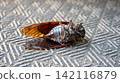 Cicada carcass 142116879